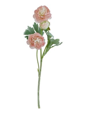 The Natural Garden Collection Pink Ranunculus