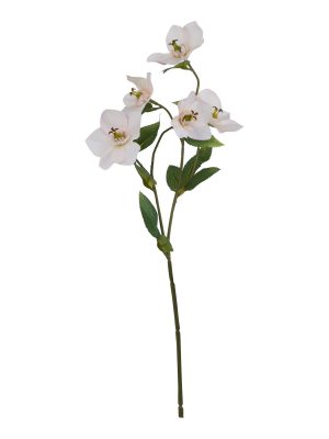 The Natural Garden Collection Pale Apricot Hellibore