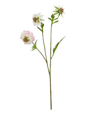 The Natural Garden Collection Pale Pink Scabious Stem
