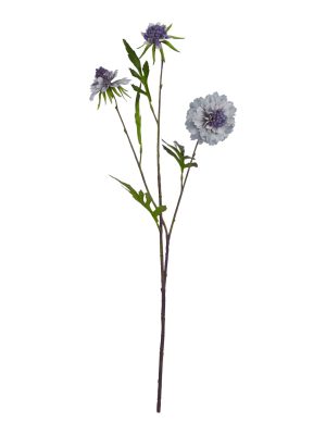 Pale Blue Scabious Stem