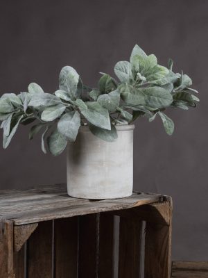 Lambs Ear Spray