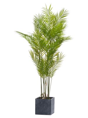 Large Paradise Potted Palm