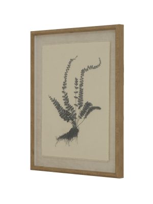 Flora & Fauna Collection Spleenwort On Linen In Beaded Frame