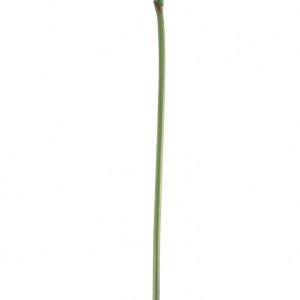 Small Bird of Paradise Stem