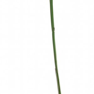 Large Bird of Paradise Stem