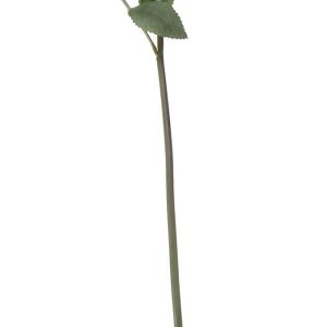 Arundel Rose Bud White