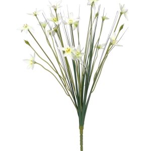 Zephyranthes Candida Bush (17inch)