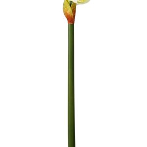 White Emperor Amaryllis (S)