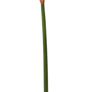 White Emperor Amaryllis