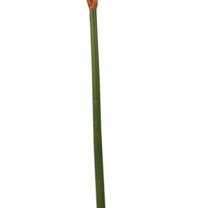Red Emperor Amaryllis