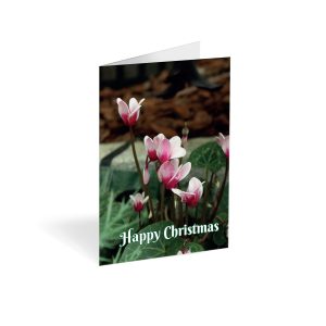 Christmas Cyclamen Folded card (Pack of 25)