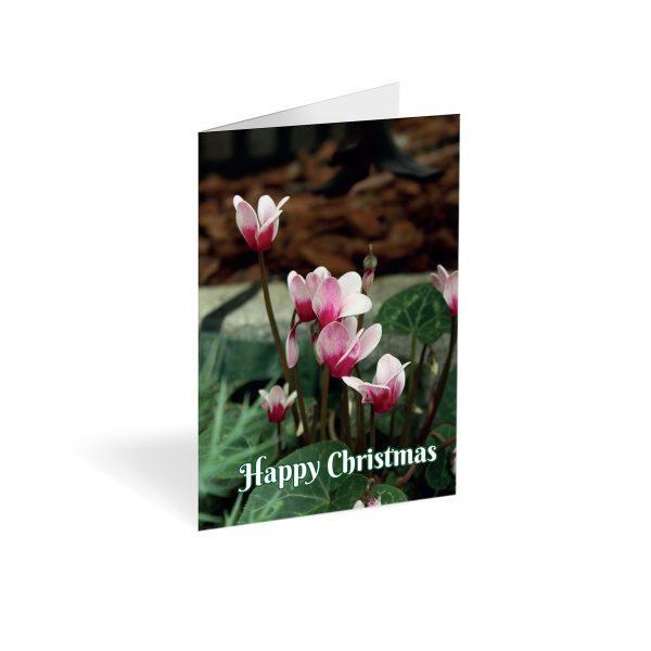 Christmas Cyclamen Folded card (Pack of 25)