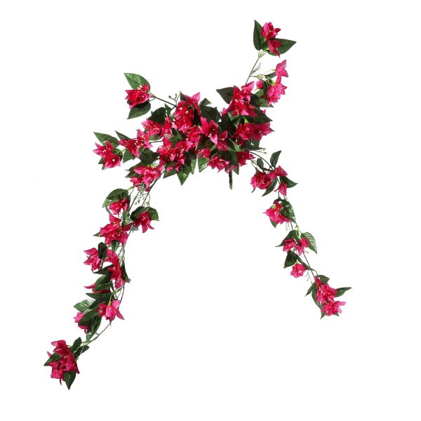 Essential Pink Bougainvillea Bush