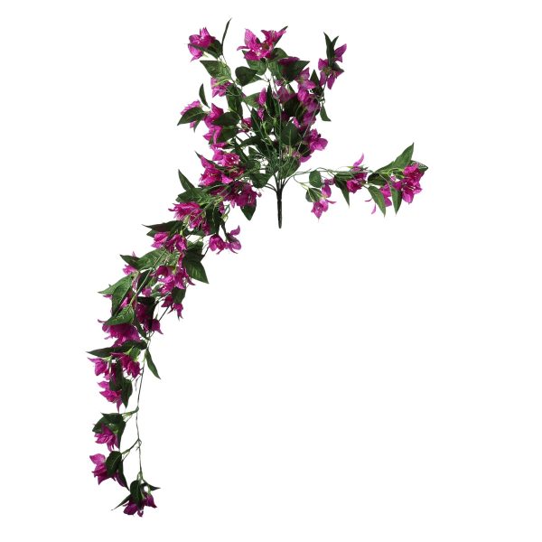 Essential Dark Pink Bougainvillea Bush