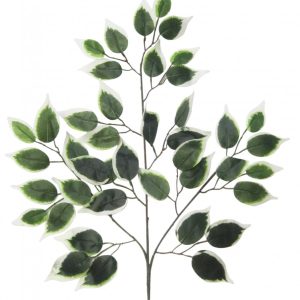 Variegated Green Ficus Branch 50cm