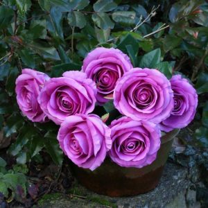 Rose Bunch Purple