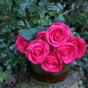 Rose Bunch Fuschia